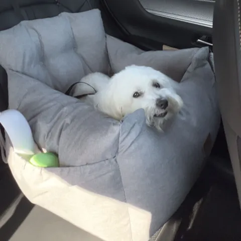 Med Ollipet soft journey får du komfortabel transport af din hund.