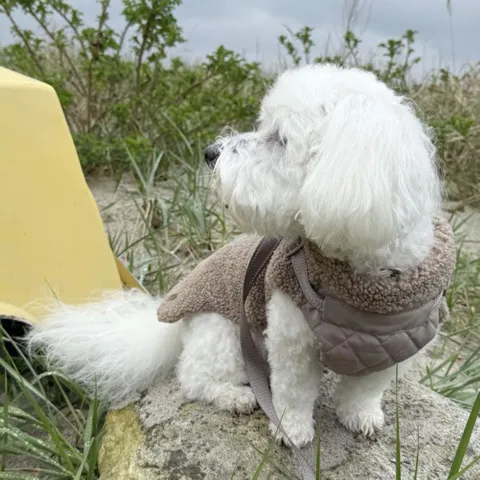 Ollipet Aarhus Hundejakke | Teddy med quiltet bryst i str. XL til 6 kg hund