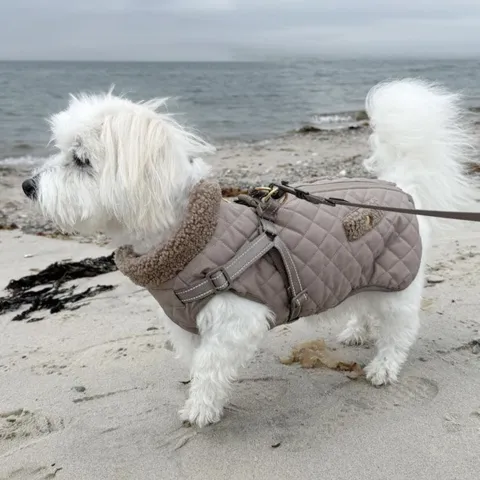 Ollipet Aarhus Hundejakke | Quiltet  i str. XL til 6 kg hund