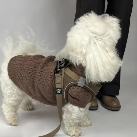Her ses Sally som er en Coton med sweateren. Hun har sweateren med ryglængde 35 på samt matchende sele og snor fra Ollipet