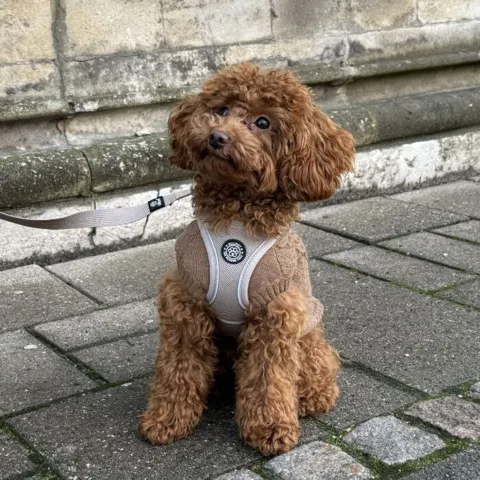 Molly i en Ollipet Wagging Tails hundesweater str. L, sele str. XS og snor i khaki