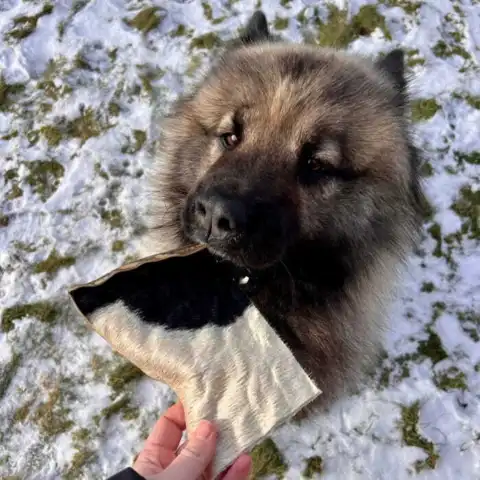 Njord Pet Oksechips er gode til både store og små hunde