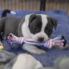 Ollipet Macaron chew rope | Strip  & American bully hvalp på 7 uger