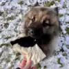 Njord Pet Oksechips er gode til både store og små hunde