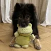 En sød frø bamse til både store og små hunde