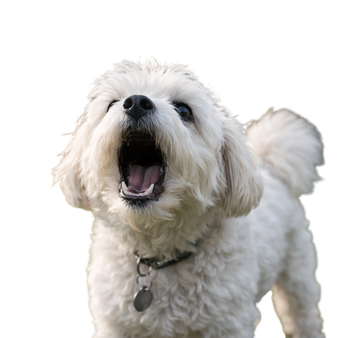 Hund der gøer