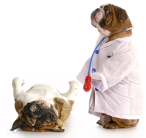 hundeapotek