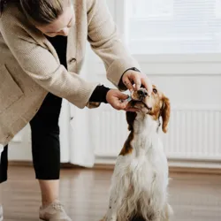 Bellylabs Graviditetstest til hunde / Pregnacy Test For Dogs