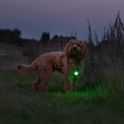 Ollipet Night Glow LED Lygte