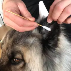 Ollipet Vatpinde - ekstra lange og store