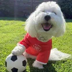 Danmarks fodboldstrøje til hunde. Sjovt, sødt og komfortabelt. Skyd foodboldsæsonen i gang med manér