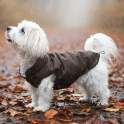 Ollipet Mokkashield | Termojakke til hunde