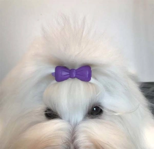 Rainbow Topsløjfe | Hund med sløjfe