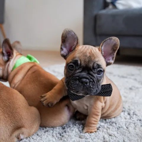 Elegant Butterfly til hunde