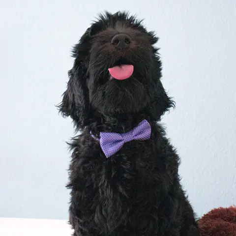 Lilla butterfly til hunde | Labradoodle