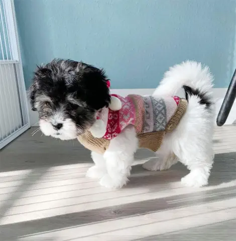 Hundesweater med pompon