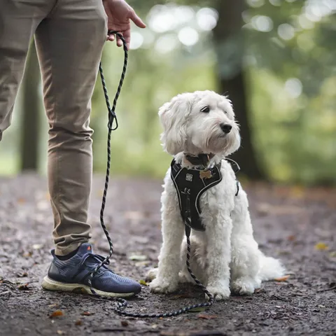 Ollipet refleksline | Futte