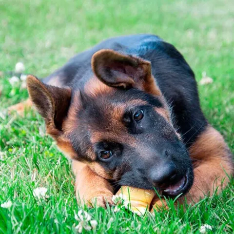 Kalveklov er den perfekte aktivering af din hund