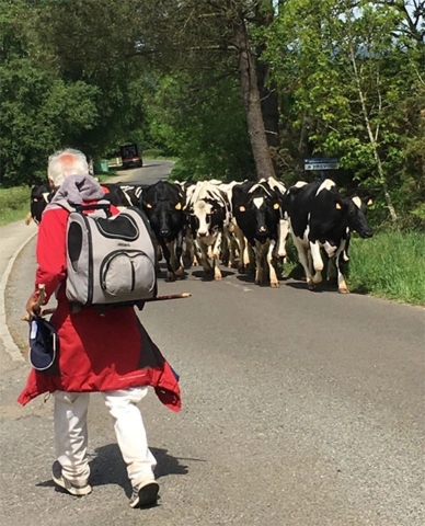 Ozami hundetrolley på Caminoen i Spanien