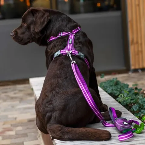 Dog Comfort Walk air hundesele til labrador