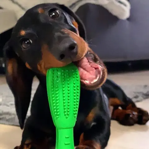Dog Toothbrush stick | Grøn