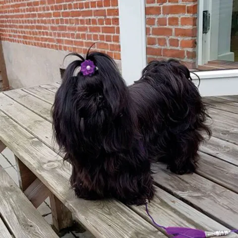 Ollipet Silkeblomst med perle