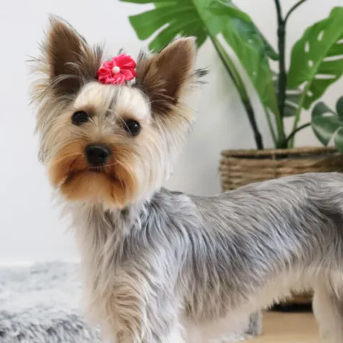 Ollipet Silkeblomst med perle