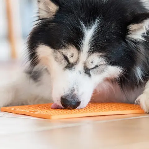 LickiMat Buddy | Aktivitetsmåtte