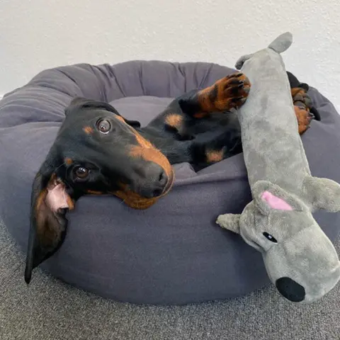 Aflang plyshund Karo i Grå | Odji Gravhund