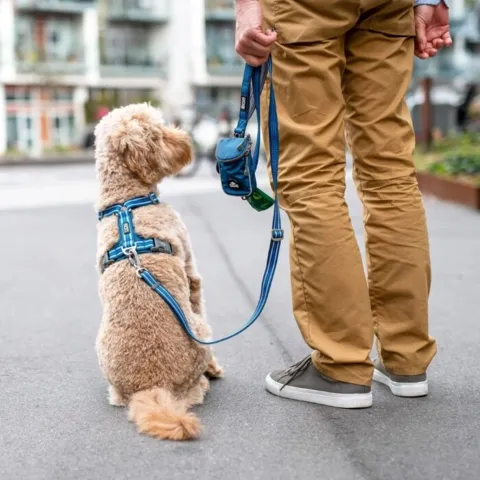 Hundesnoren passer til alle hunde