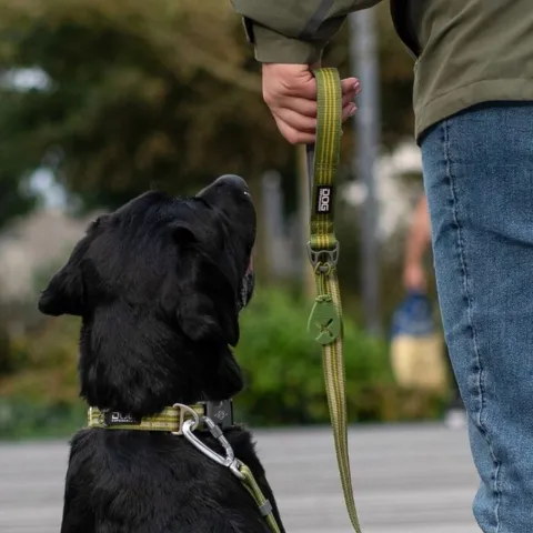 Labradoren har hundesnoren i str. L