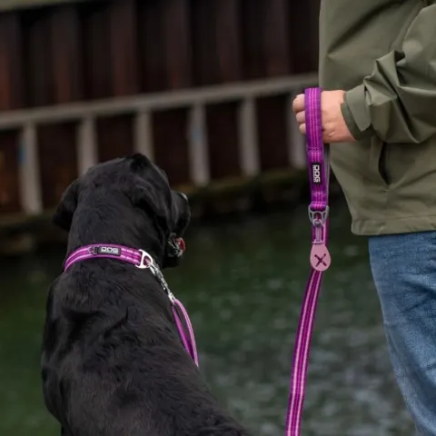 En glad labrador med sin Urban Freestyle hundesnor