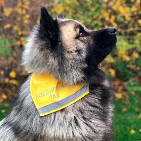 Ollipet Hold afstand Tak bandana