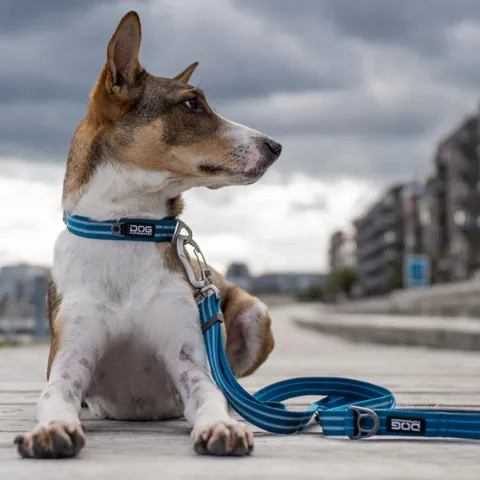 Dog Copenhagen Urban Style Hundehalsbånd | Blå