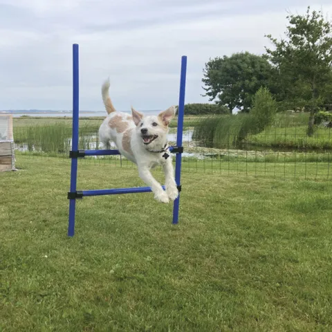 Trixie Agility Ring