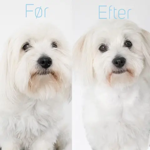 Coton de Tulear klippet med Rosella no.2 groomingsaks.