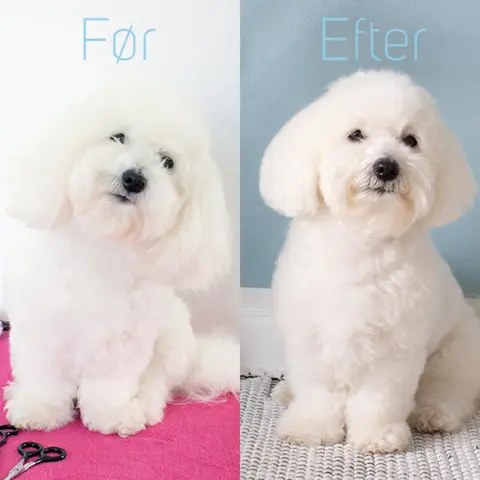 Coton de Tulear klippet med Rosella no.2 efillérsaks.