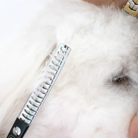 Rosella efillérsaks klipper præcist og nemt igennem pelsen på Coton de Tulear.