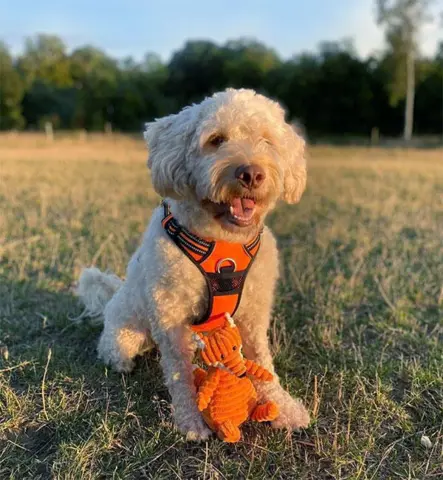 True Love Explosion Proof | Manse en glad kunde → labradoodle
