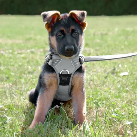 True Love Explosion Proof | Hundesele → Str Small til Schæferhvalp 9 uger