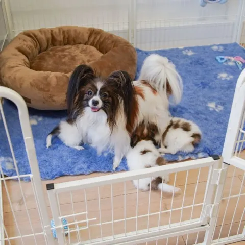 Ollipet Hvid Hvalpegård | 2 delt låge med hvalpe papillon