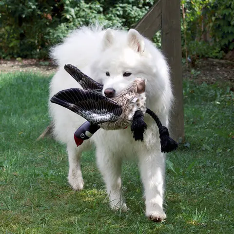 Gåsen Nils | Samoyed Aya