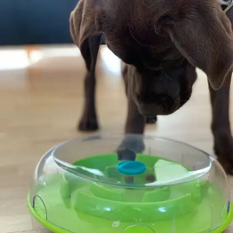 Wobble Bowl | Nina Ottosson | Labradorirma