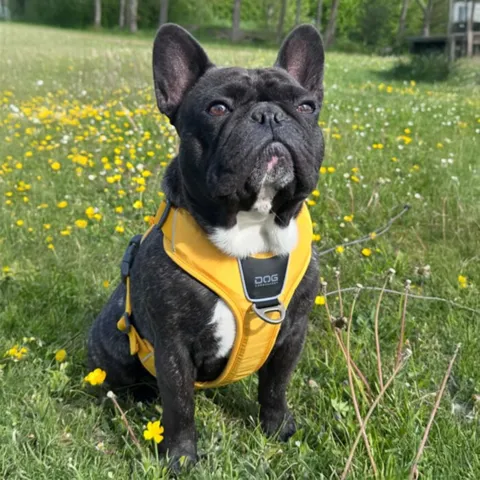 DOG Copenhagen Comfort Walk Pro hundesele