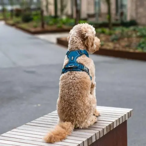 Flot blå hundesele. Passer til hunde i alle størrelser.