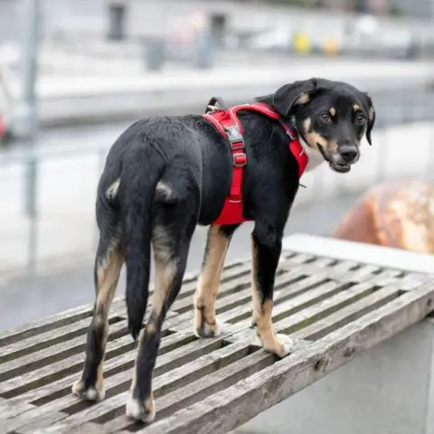 hundesele må der er perfekt til hunde der bor inde midt i byen.