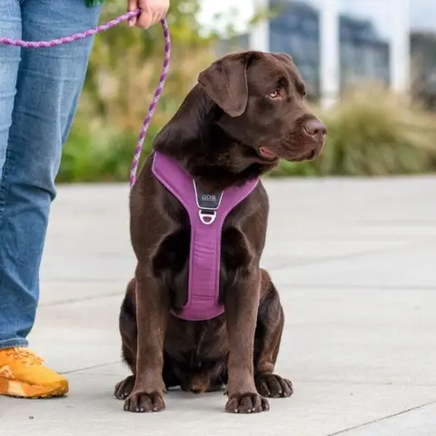 Lilla hundesele er super flot på en labrador.