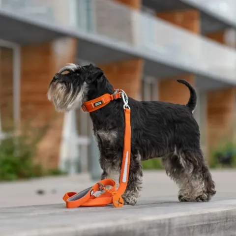 En glad schnauzer i sit orange Dog Copenhagen udstyr