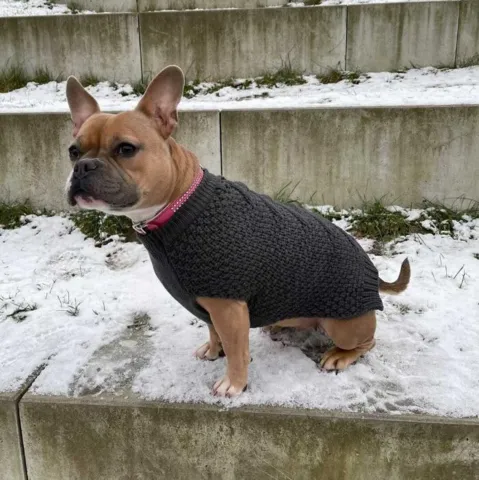 Hundesweater Malmø |HUNTER