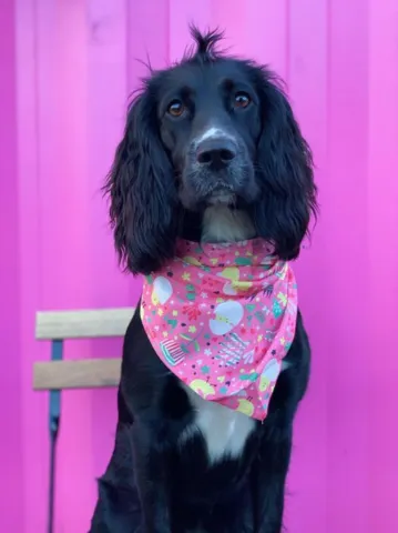 Ollipet Påske Bandana | Sweet little chicken | Bertha